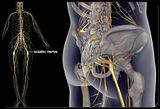 sciatica-s1-illustration-of-sciatica.jpg